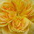 Žuta - Engleska ruža - Molineux